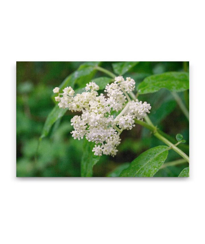 Red Elderberry, Sweet Creek Trail, Siuslaw National Forest, Oregon, USA