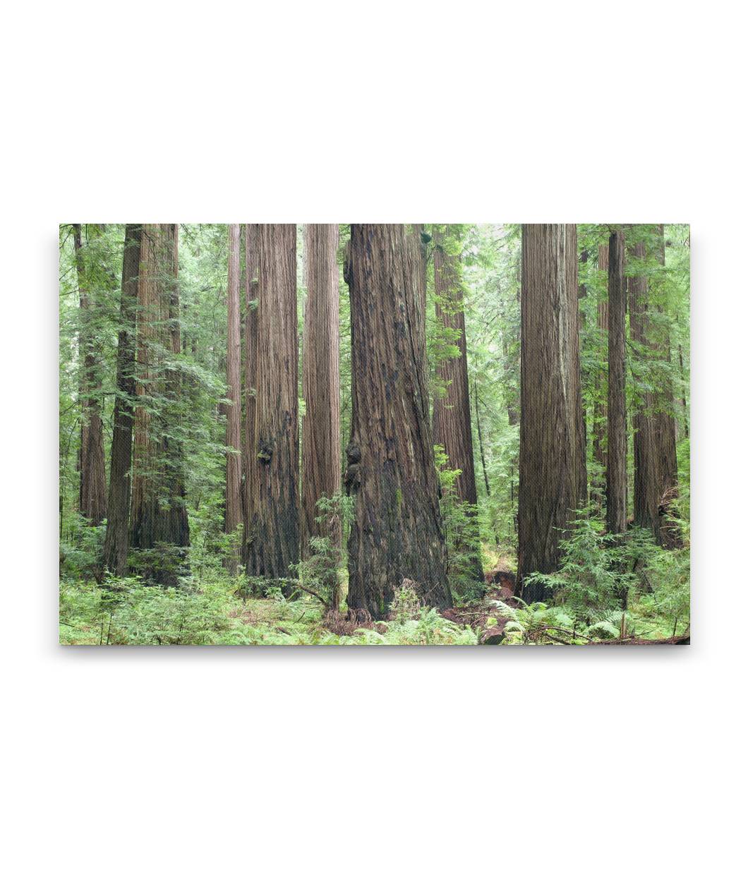 Coastal redwood forest, Humboldt Redwoods State Park, California