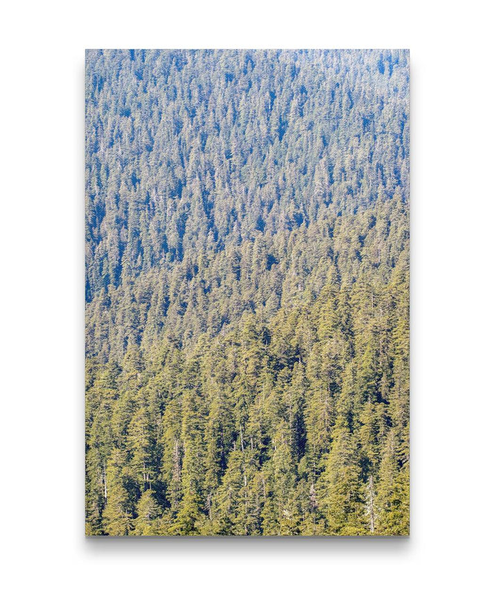 Redwood Forest, Redwood Creek Overlook, Redwood National Park, California, USA