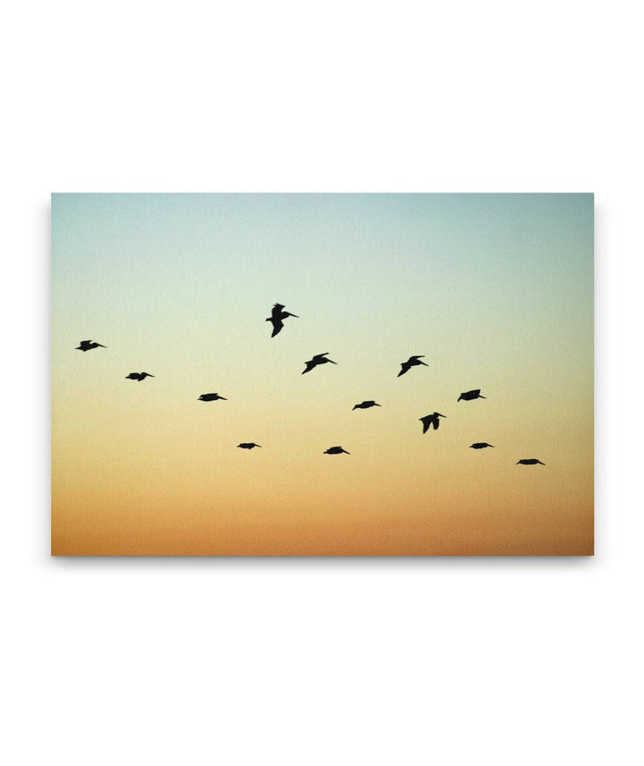 Brown Pelicans in Flight, East Anacapa Island, Channel Islands National Park, California