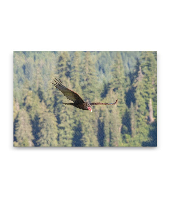 Turkey Vulture in Flight, Carpenter Mountain, HJ Andrews Forest, Oregon, USA