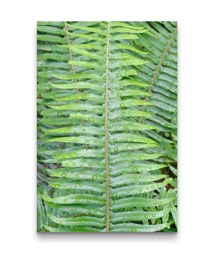 Sword Fern Closeup, Delta Creek Old-Growth Trail, Willamette National Forest, Oregon