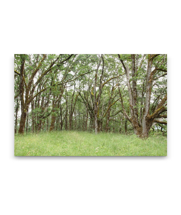 Oregon white oak grove, William Finley National Wildlife Refuge, Oregon