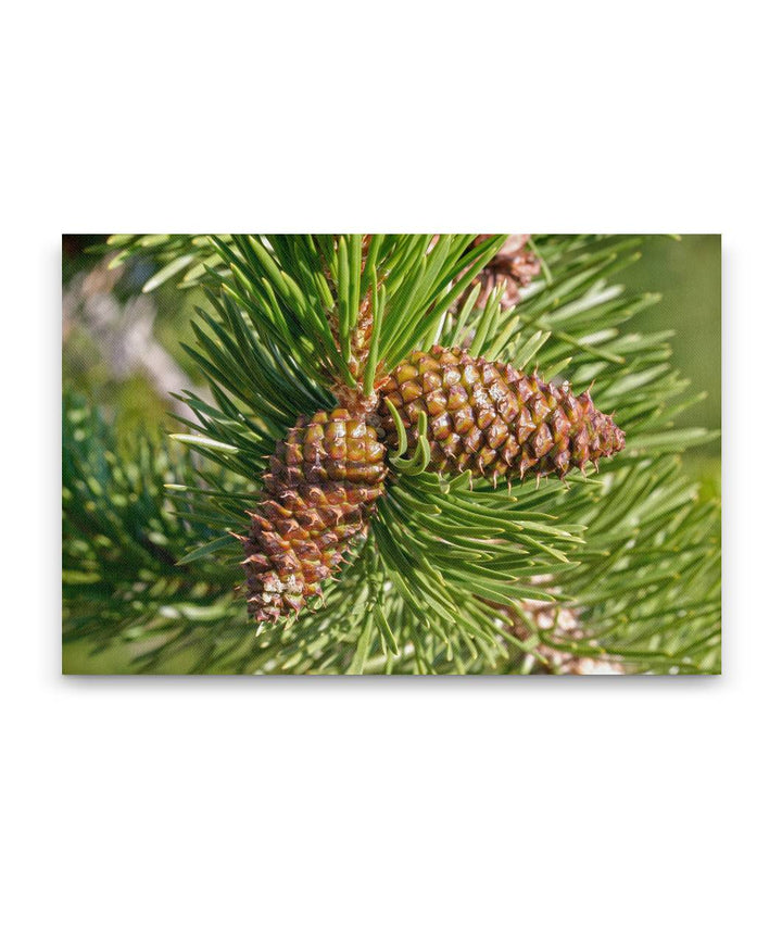 Lodgepole Pine Cones, Crater Lake National Park, Oregon