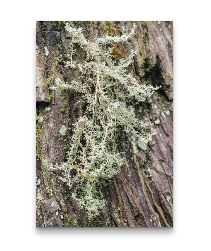 Lichen on Coastal Redwood, Del Norte Coast Redwood State Park, California