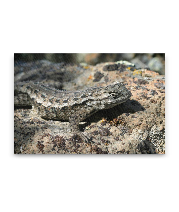 Western Fence Lizard, Lava Beds National Monument, California