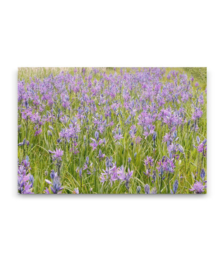 Common Camas, Willamette Flood Plain RNA, William L. Finley National Wildlife Refuge, Oregon, USA