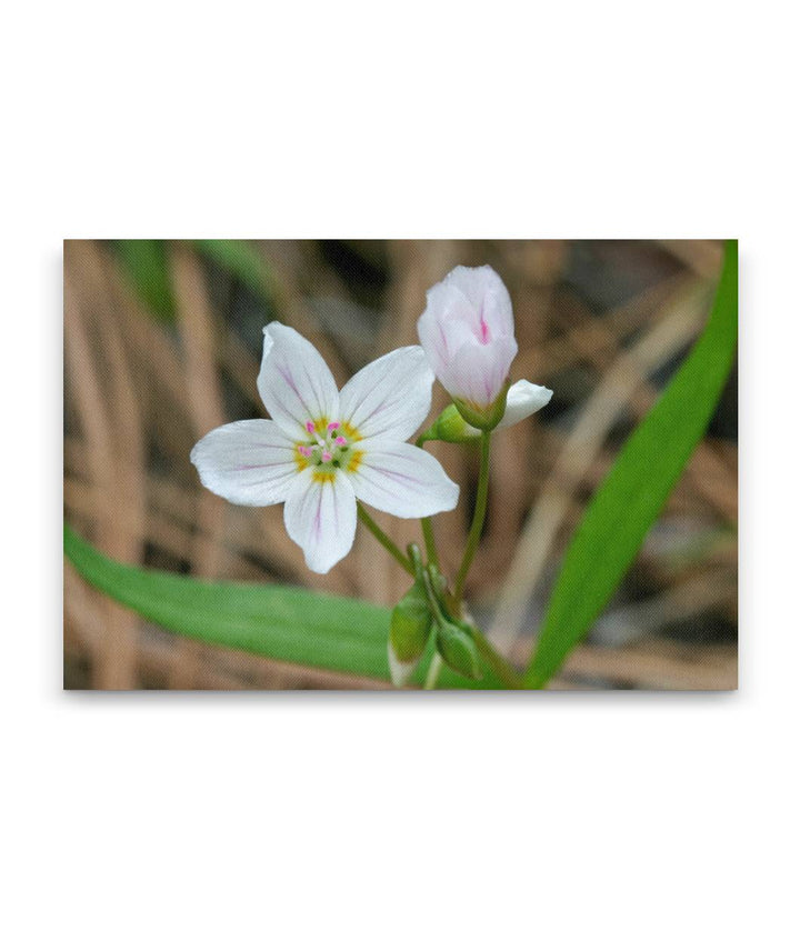 Western Springbeauty, Lake Roosevelt, Washington, USA