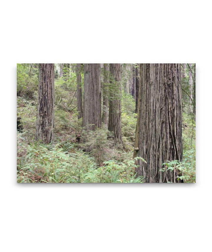 Coastal redwood forest, Del Norte Coast Redwoods State Park, California