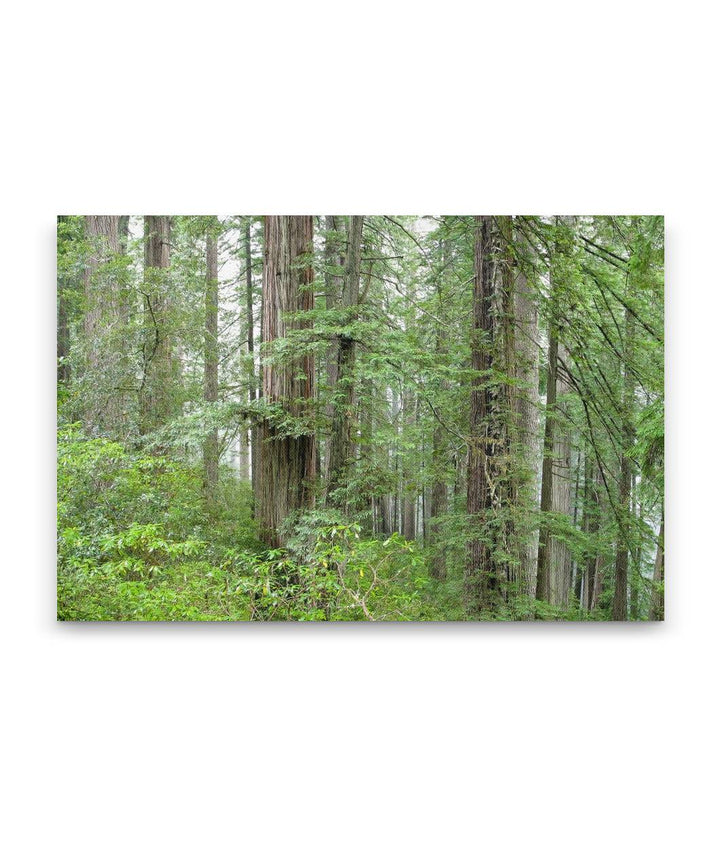 Coastal Redwood Forest, Redwood National Park, California