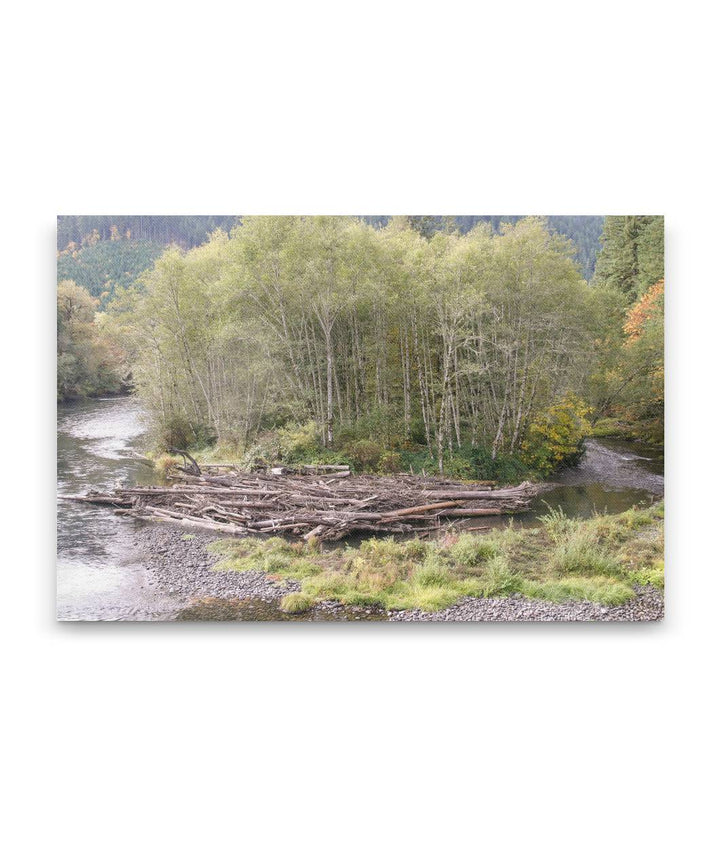 Red alders and McKenzie River, Willamette National Forest, Oregon, USA