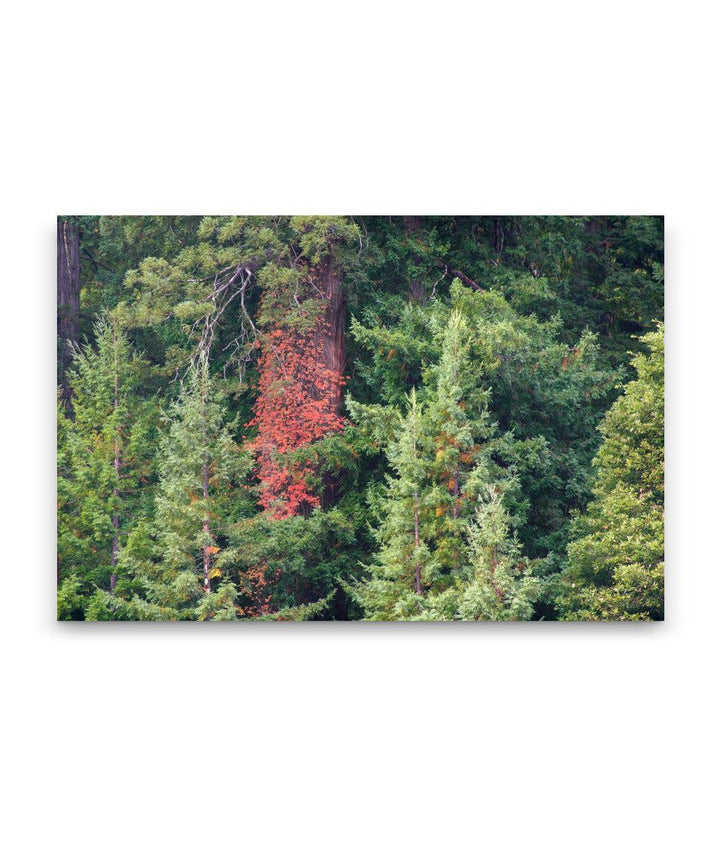 Poison Oak In Coastal Redwood Trees, Humboldt Redwoods State Park, California, USA