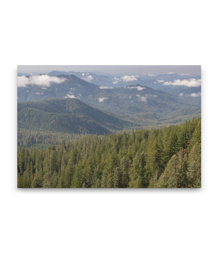 HJ Andrews Forest From Carpenter Mountain, Willamette National Forest, Oregon