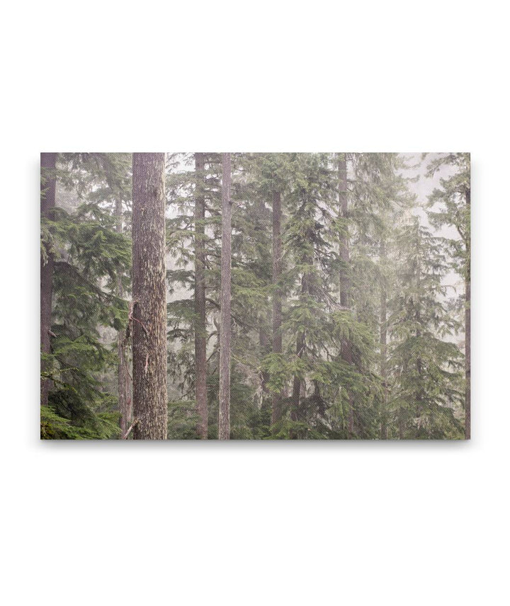 Forest and Fog, Lookout Creek Old-growth trail, H.J. Andrews Forest, Oregon, USA