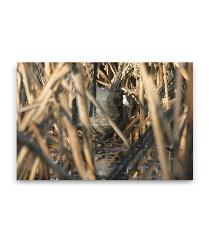 American Coot in Cattails, Tule Lake National Wildlife Refuge, California