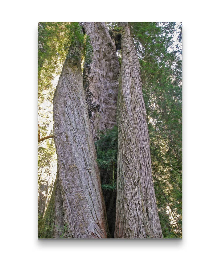 Corkscrew Tree, Prairie Creek Trail, Prairie Creek Redwoods State Park, California, USA