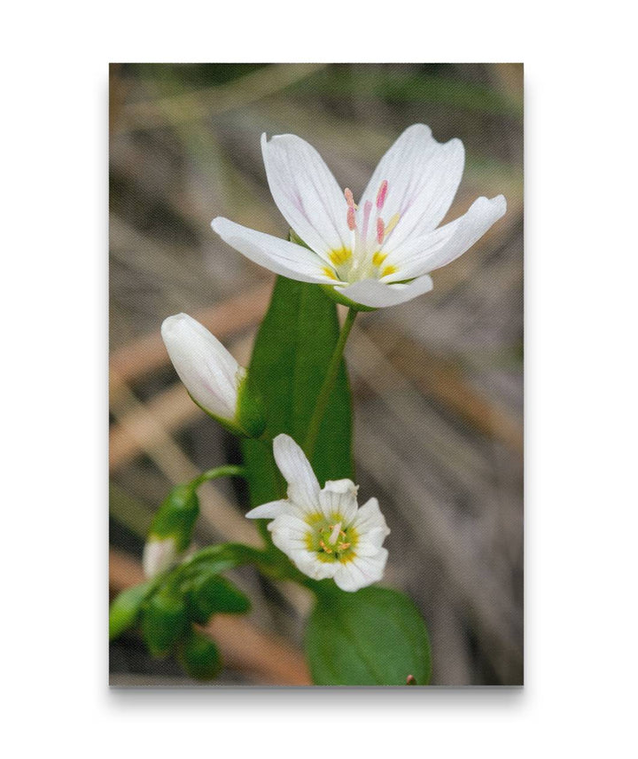 Western Springbeauty, Lake Roosevelt, Washington, USA