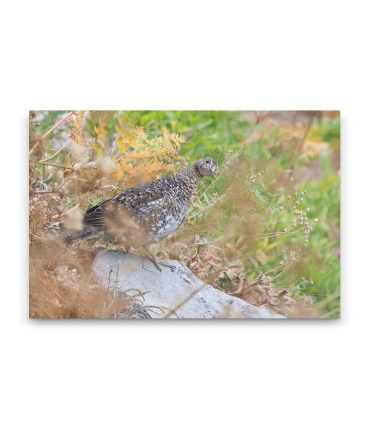 Sooty Grouse, Carpenter Mountain Meadow, HJ Andrews Forest, Oregon, USA