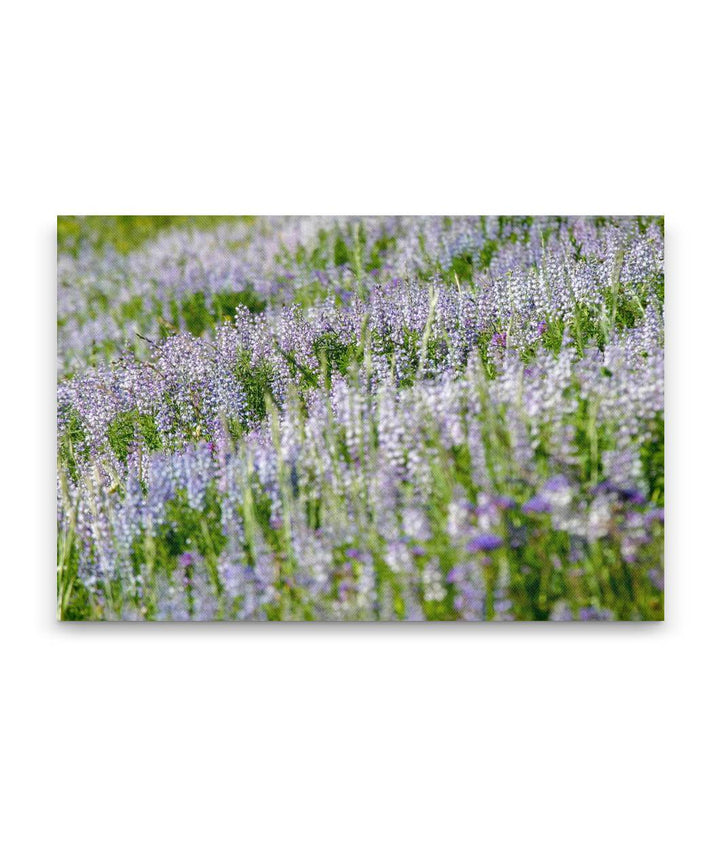 Blue-Pod Lupine In Mountain Meadow, Nez Perce National Forest, Idaho, USA