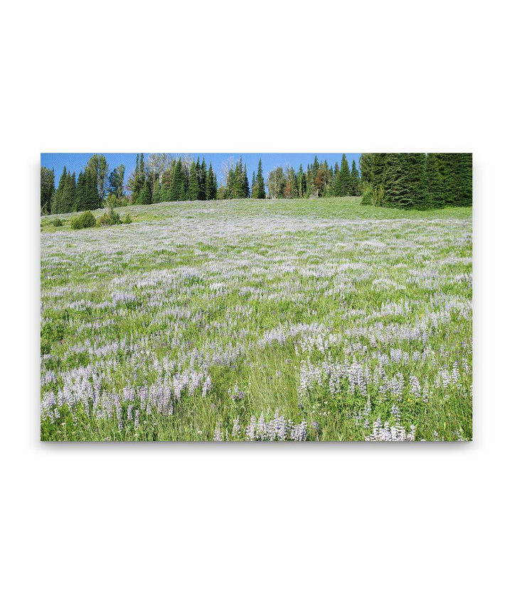 Silky Lupine in Mountain Meadow, Hells Canyon NRA, Idaho