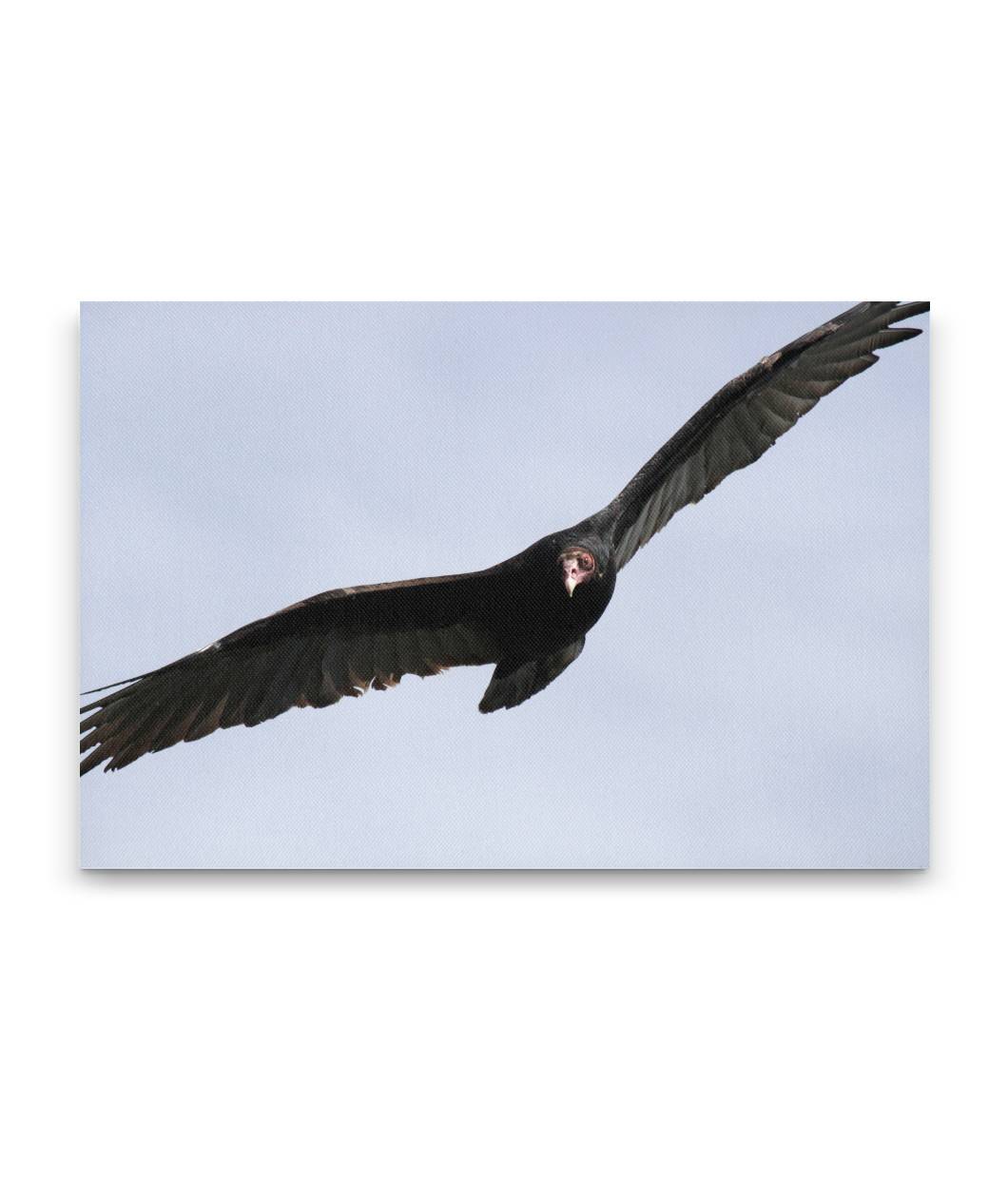 Turkey Vulture in flight, Carpenter Mountain, Willamette National Forest, Oregon