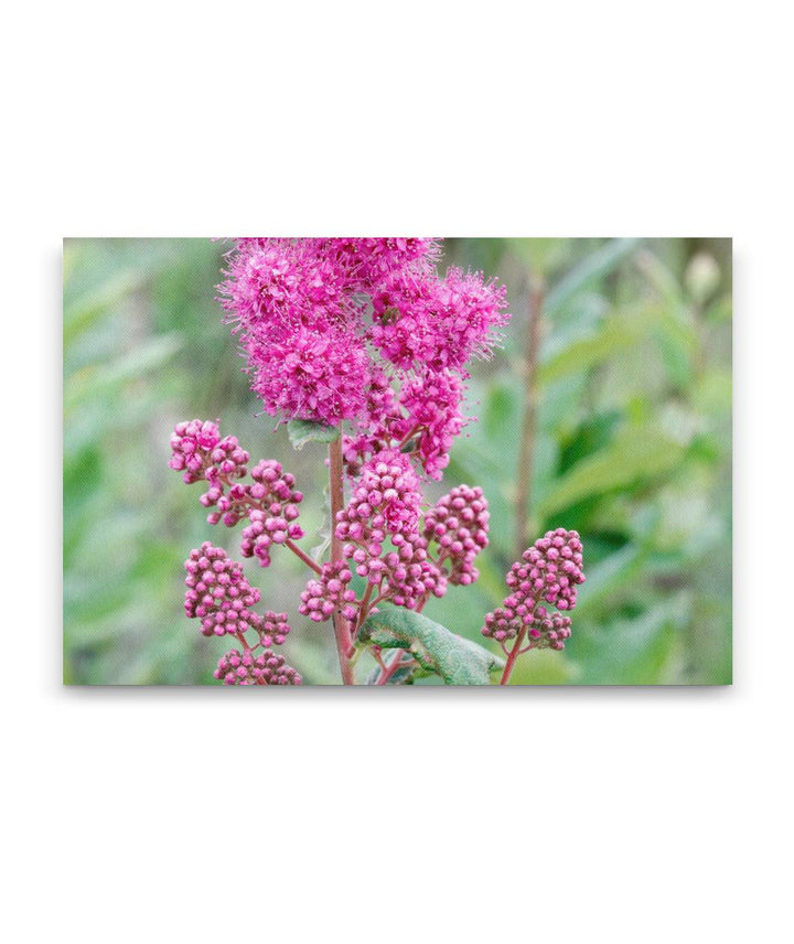 Douglas' Spirea, Willamette Floodplain RNA, William L. Finley National Wildlife Refuge, Oregon, USA