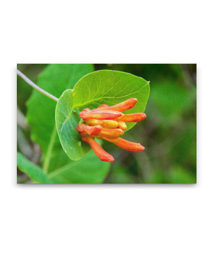 Orange Honeysuckle, Fitton Green, Oregon