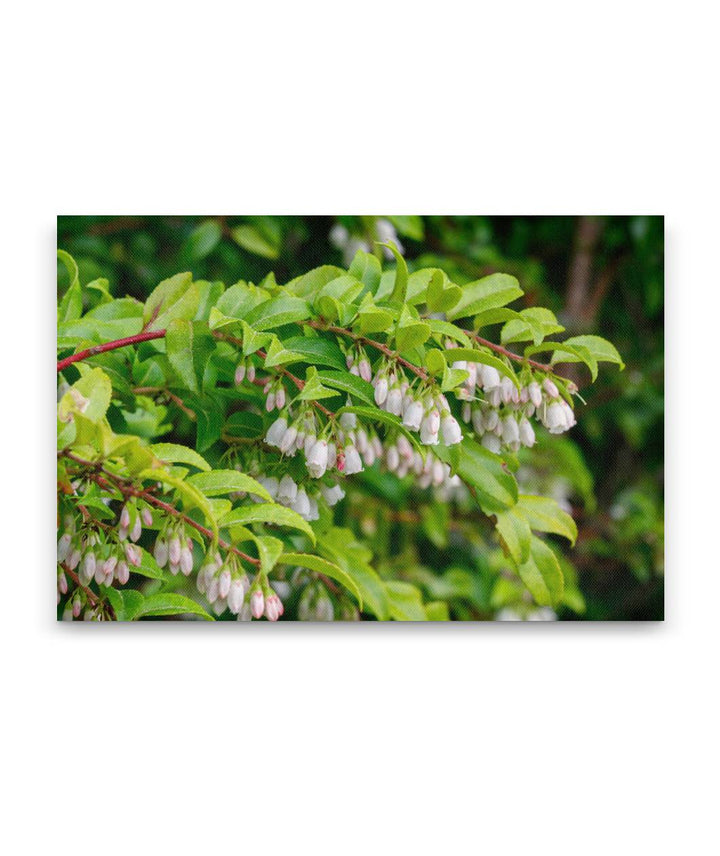 Evergreen Huckleberry, Elk Prairie Trail, Prairie Creek Redwoods State Park, California, USA