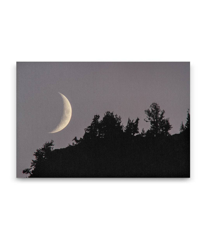 Moon Setting Behind Whitebark Pines on Garfield Peak, Crater Lake National Park, Oregon