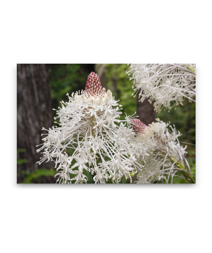 Beargrass, Lookout Creek Old-Growth Trail, H.J. Andrews Forest, Oregon