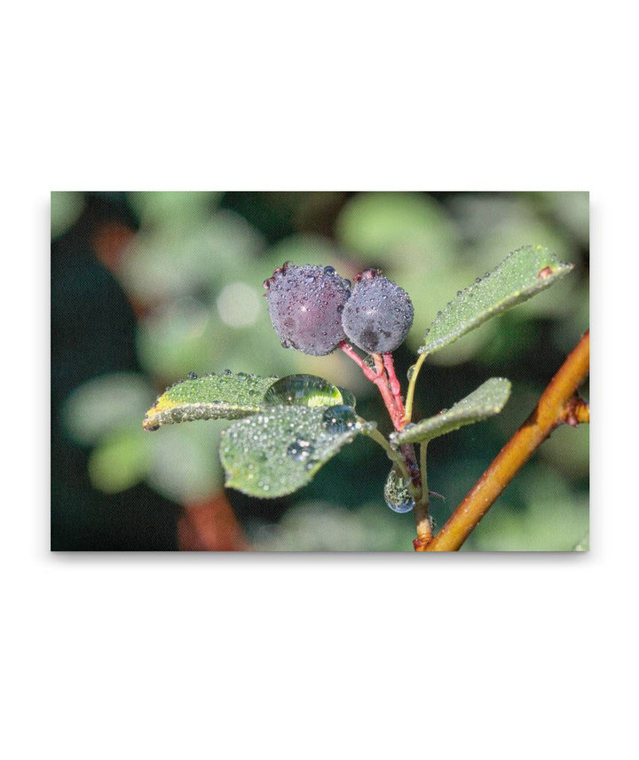 Western Serviceberry, Windigo Pass Rd, Umpqua National Forest, Oregon, USA