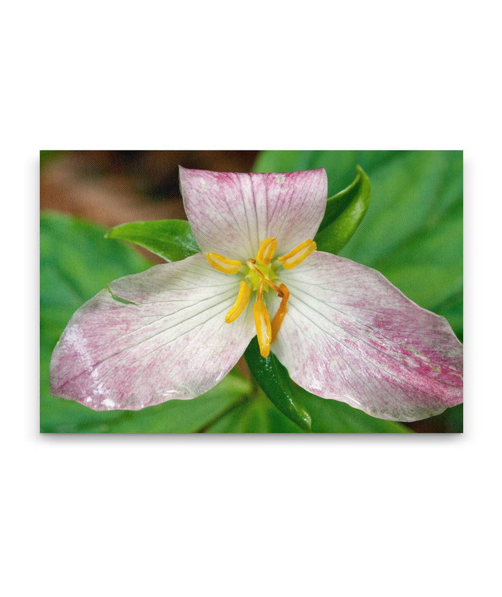 Trillium, Trillium Falls Trail, Redwood National Park, California, USA