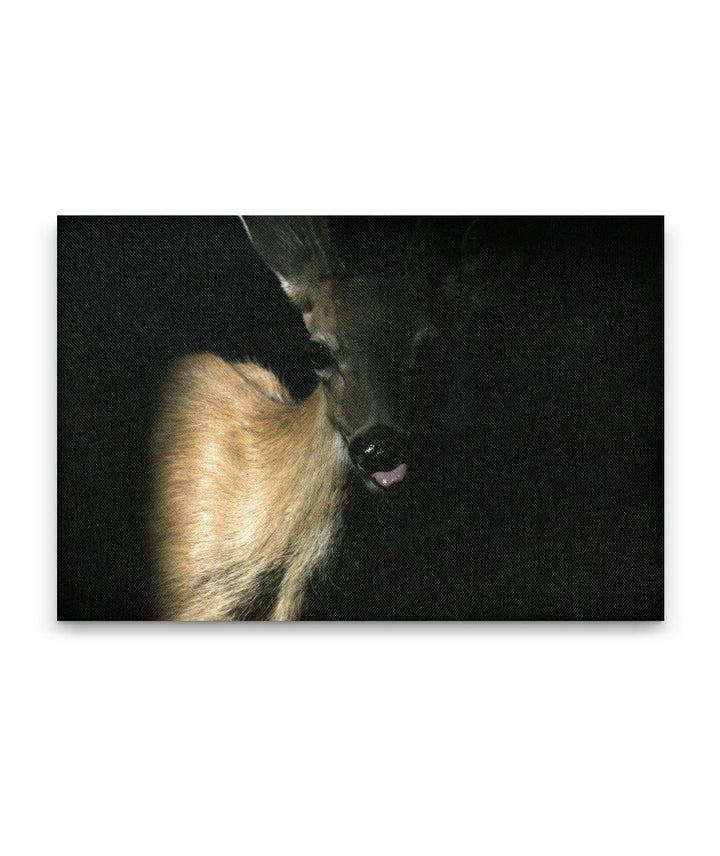Columbian Black-tailed Deer, Crater Lake National Park, Oregon