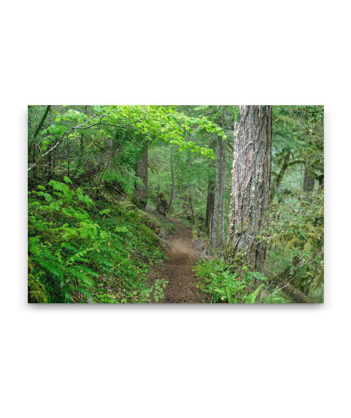 Lookout Creek Old-growth Trail, H.J. Andrews Forest, Oregon