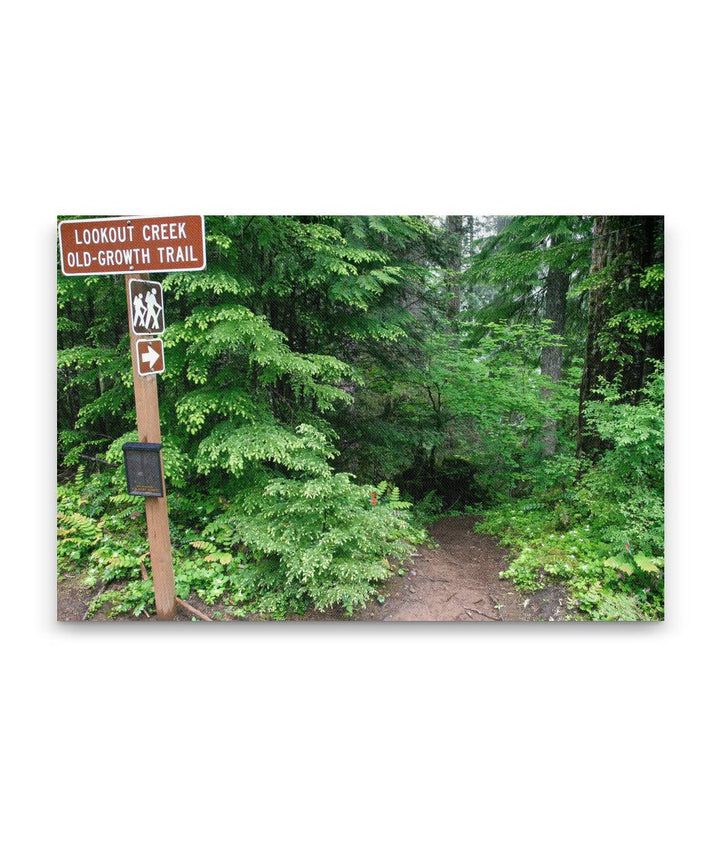 Lower Trailhead, Lookout Creek Old-growth Trail, H.J. Andrews Forest, Oregon