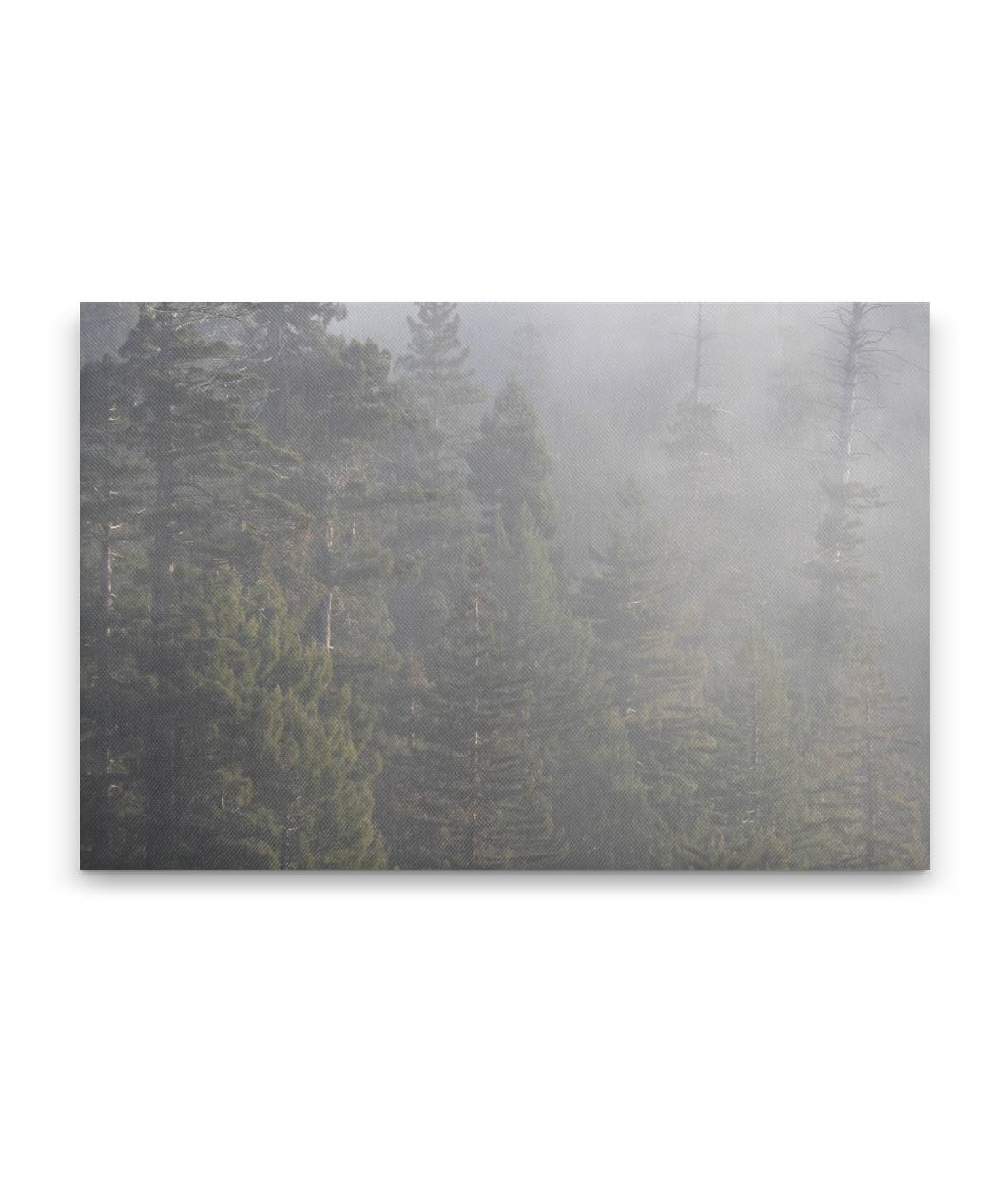 Forest and Early-morning Fog, Redwood National Park, California