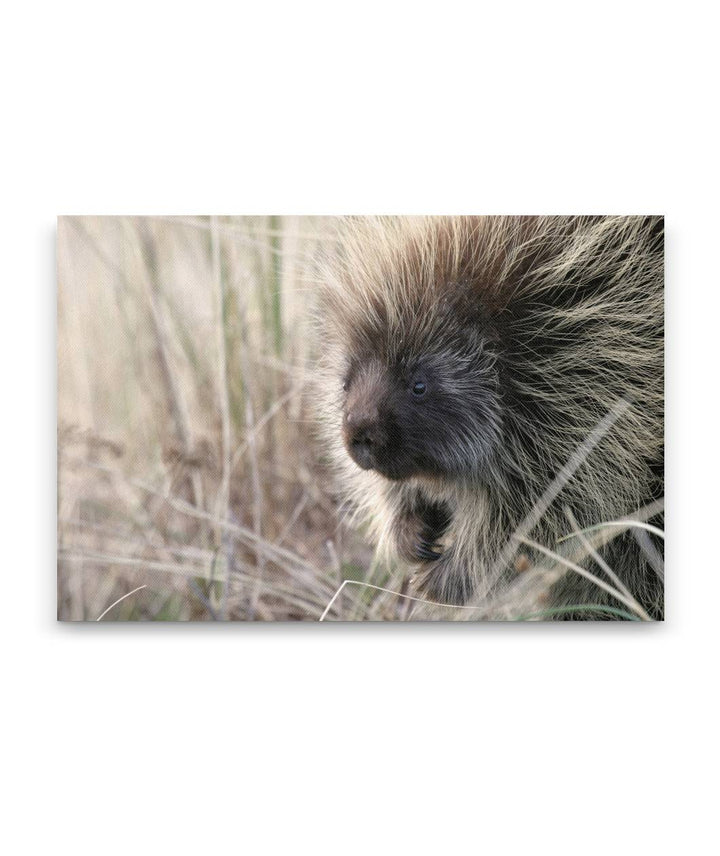 North American porcupine, Ziolkouski Beach park, Oregon