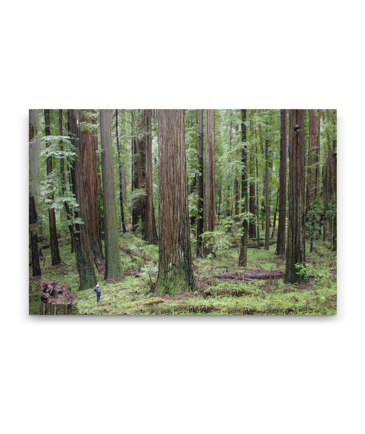 Coastal Redwood Forest, Humboldt Redwoods State Park, California, USA