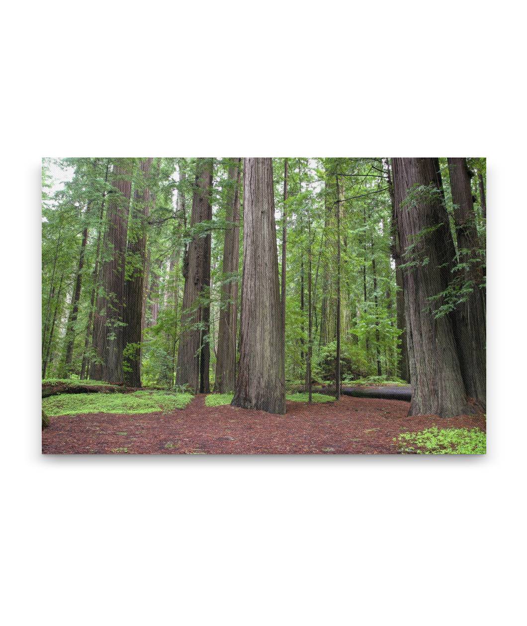 Humboldt Redwoods State Park, California