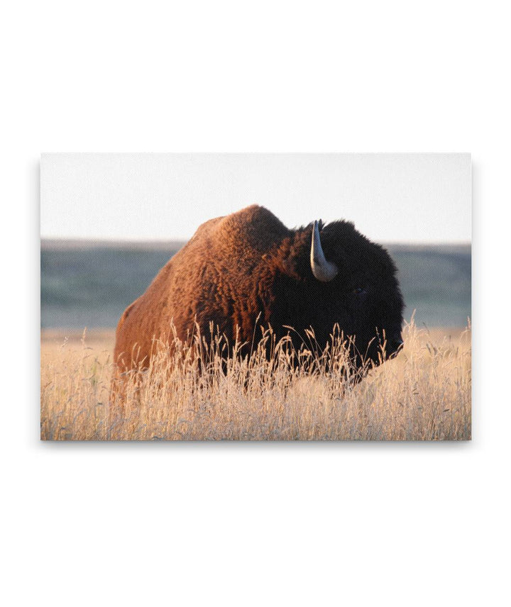 American bison, American Prairie Reserve, Montana