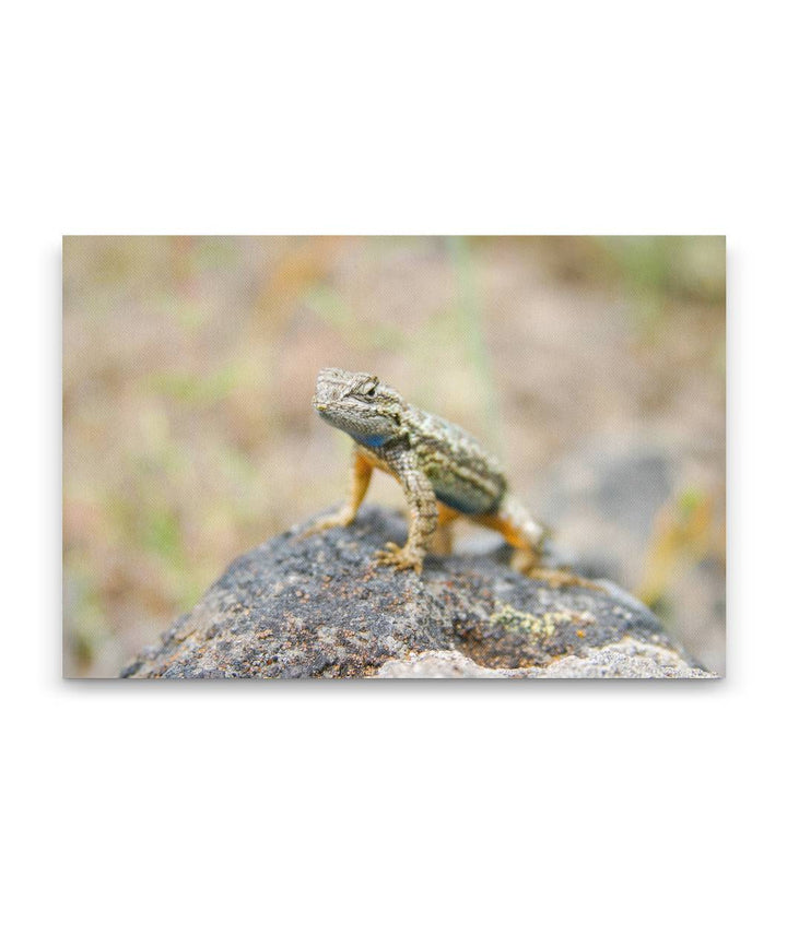 Western Fence Lizard Push-up Territorial Display, Eastern Oregon, USA