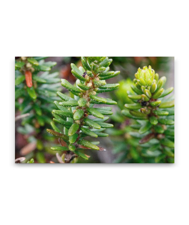 Crowberry, Elk Head, Trinidad State Beach, California, USA