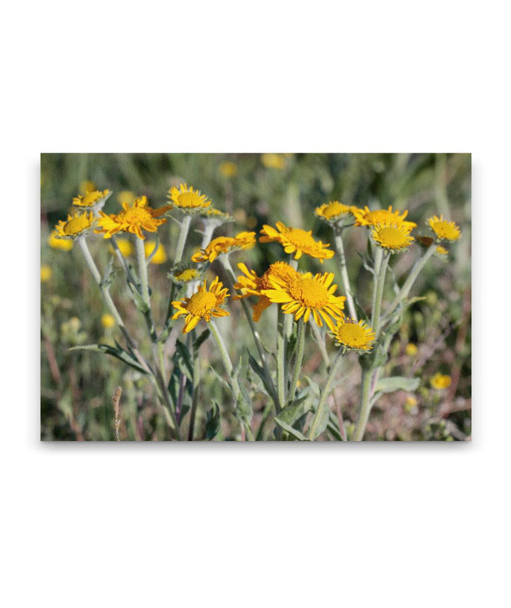 Orange Sneezeweed, Steens Mountain, Oregon