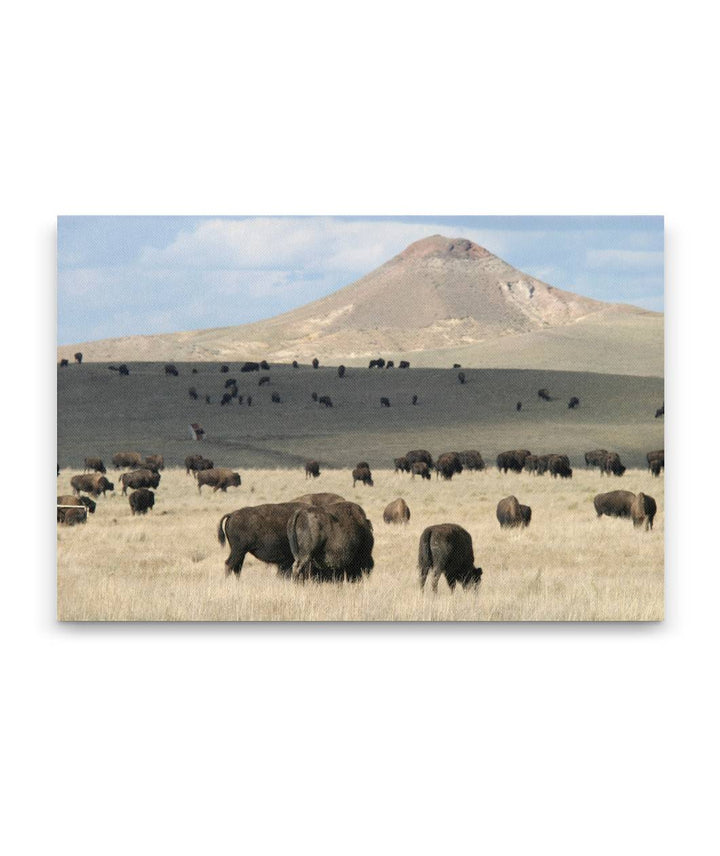 American bison, buttes and prairie, Wyoming