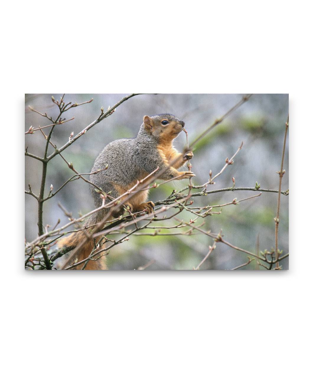 Eastern fox squirrel eating  tree buds, Hendricks park, Eugene, Oregon