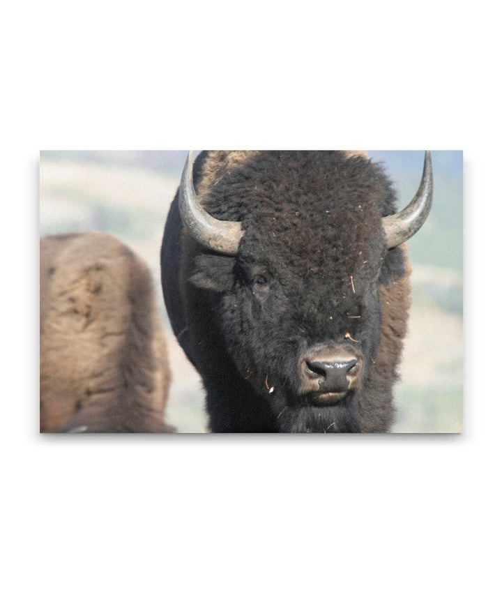 American bison, Grand Teton National Park, Wyoming