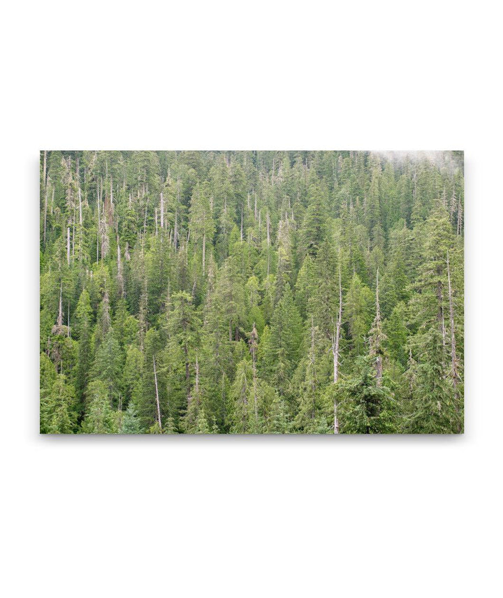 Lookout Mountain Old-growth Forest, H.J. Andrews Forest, Oregon