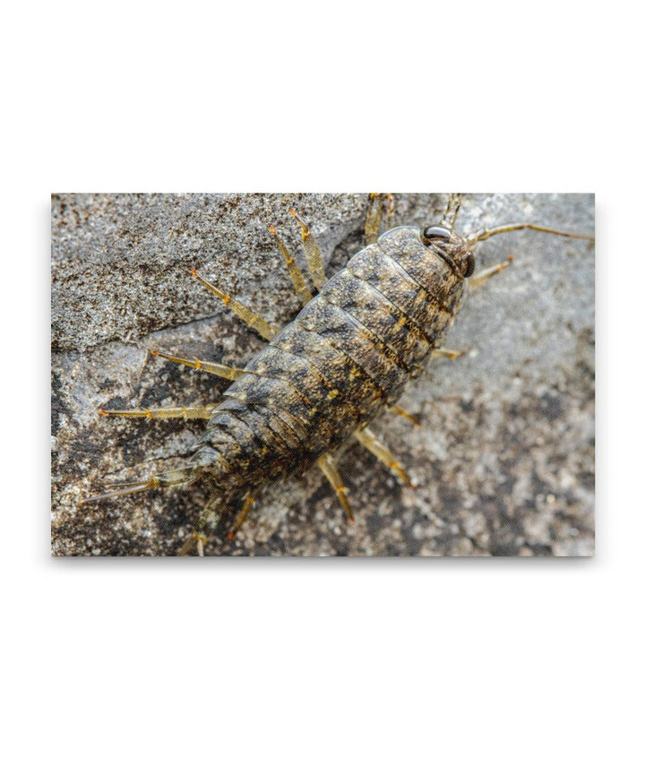 Common Rock Louse, Martin Creek Beach, Trinidad, California, USA