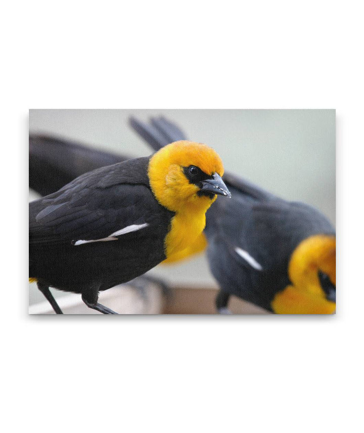 Yellow-headed blackbirds, Agency Lake, Oregon