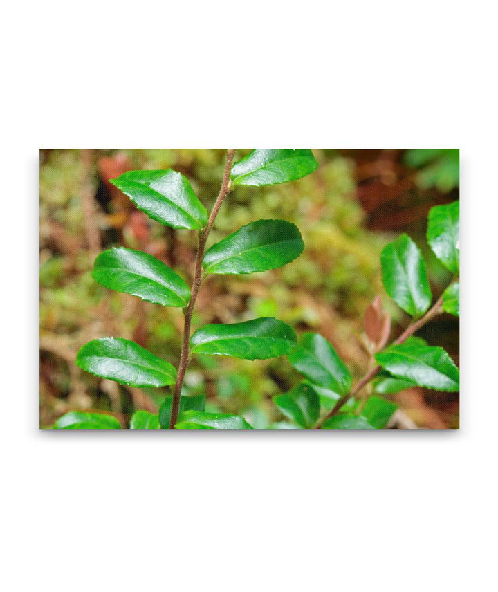 Evergreen huckleberry, Ah-Pah Interpretive Trail, Prairie Creek Redwoods State Park, California, USA